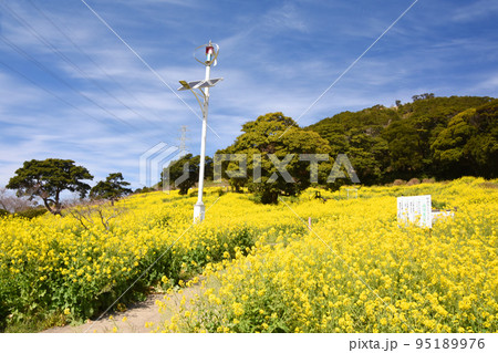 鹿児島県・柳山アグリランドの満開の菜の花畑 鹿児島県・柳山アグリランドの満開の菜の花畑 95189976