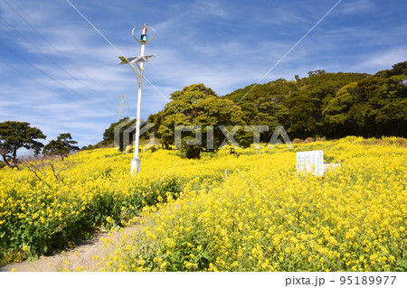 鹿児島県・柳山アグリランドの満開の菜の花畑 95189977