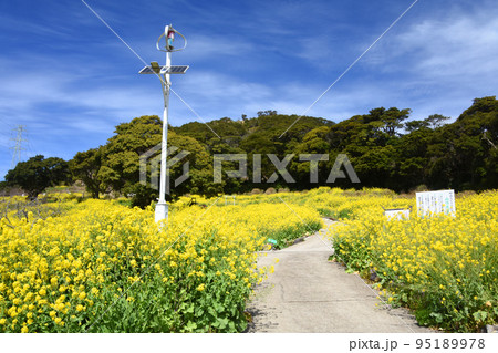 鹿児島県・柳山アグリランドの満開の菜の花畑 鹿児島県・柳山アグリランドの満開の菜の花畑 95189978