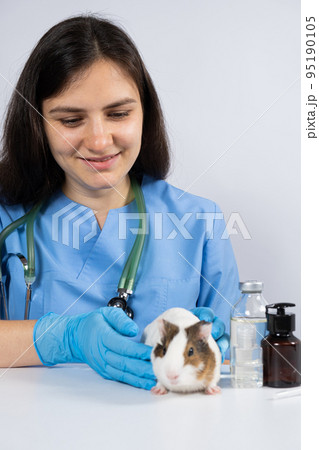 A veterinarian in gloves calms and strokes the guinea pig for examination. A veterinarian in gloves calms and strokes the guinea pig for examination. 95190105