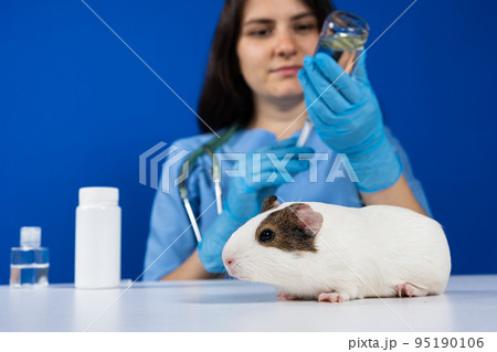 The veterinarian types the medicine into a syringe to treat a guinea pig on a blue background 95190106