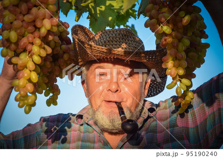 Man winemaker and vineyard owner outdoors at sunset Man winemaker and vineyard owner outdoors at sunset 95190240