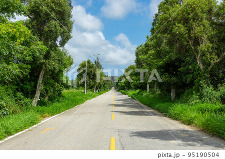 Asphalt road with trees on the side 95190504