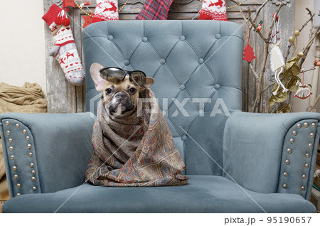 French bulldog breed dog sits in a cozy chair in a living room decorated for the celebration of Christmas wrapped in a warm shawl. Studio photo of a young dog with an expressive muzzle and large ears. French bulldog breed dog sits in a cozy chair in a living room decorated for the celebration of Christmas wrapped in a warm shawl. Studio photo of a young dog with an expressive muzzle and large ears. 95190657