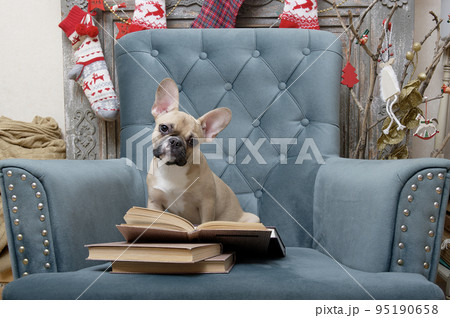 French bulldog breed dog reads a book while sitting in an armchair in a living room decorated for the celebration of Christmas. Studio photo of a young dog with an expressive muzzle and large ears. 95190658