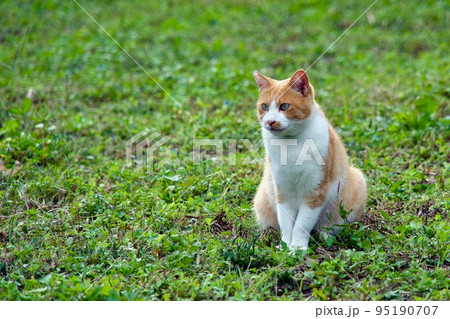 猫 猫 95190707
