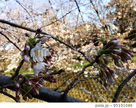 桜の花びら 95191086