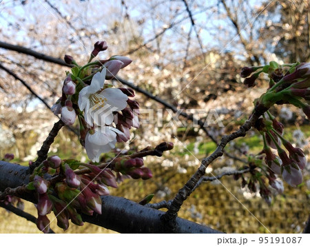 春　桜 95191087