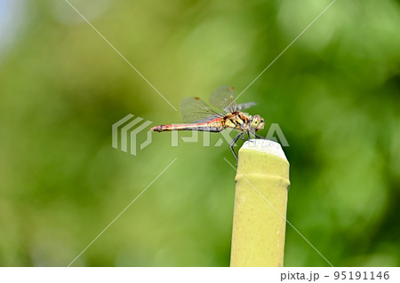 アキアカネ 95191146