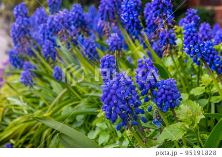 Grape hyacinth Muscari armeniacum flowering in early spring Grape hyacinth Muscari armeniacum flowering in early spring 95191828