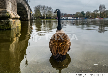 A Canada Goose the path of the River Thames. 95191842