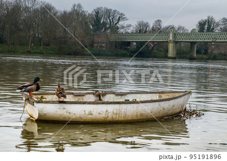 Two geese stand on a rowing boat parked in the waters of the Thames. Two geese stand on a rowing boat parked in the waters of the Thames. 95191896