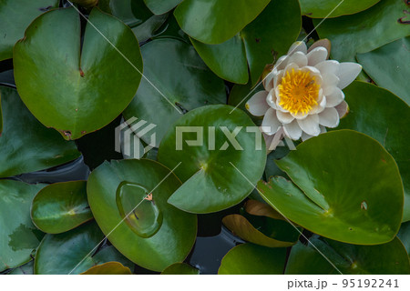 White Water lily, Lotus or Water Lilies flowers pond with water droplets on the leaves floating. White Water lily, Lotus or Water Lilies flowers pond with water droplets on the leaves floating. 95192241