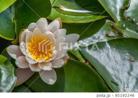 The white lotus blossomed in bright and refreshing morning sunshine offers a relaxing ambiance. . 95192246