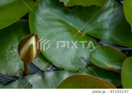 White Water lily, Lotus or Water Lilies flowers pond with water droplets on the leaves floating. White Water lily, Lotus or Water Lilies flowers pond with water droplets on the leaves floating. 95192247