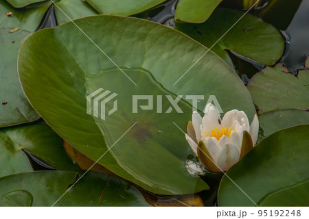 White Water lily, Lotus or Water Lilies flowers pond with water droplets on the leaves floating. White Water lily, Lotus or Water Lilies flowers pond with water droplets on the leaves floating. 95192248