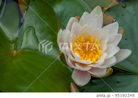 The white lotus blossomed in bright and refreshing morning sunshine offers a relaxing ambiance. . The white lotus blossomed in bright and refreshing morning sunshine offers a relaxing ambiance. . 95192249