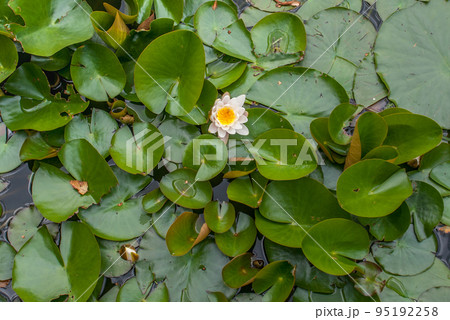 White Water lily, Lotus or Water Lilies flowers pond with water droplets on the leaves floating. White Water lily, Lotus or Water Lilies flowers pond with water droplets on the leaves floating. 95192258