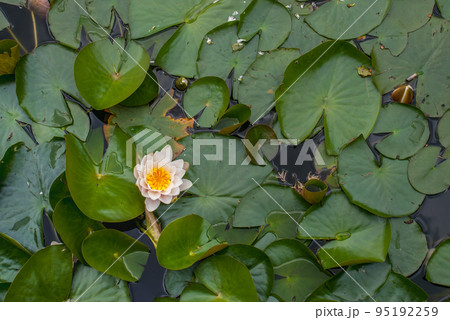White Water lily, Lotus or Water Lilies flowers pond with water droplets on the leaves floating. White Water lily, Lotus or Water Lilies flowers pond with water droplets on the leaves floating. 95192259