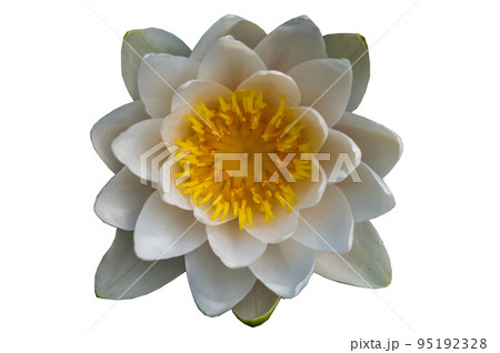 The white lotus blossomed isolated on white background. The white lotus blossomed isolated on white background. 95192328