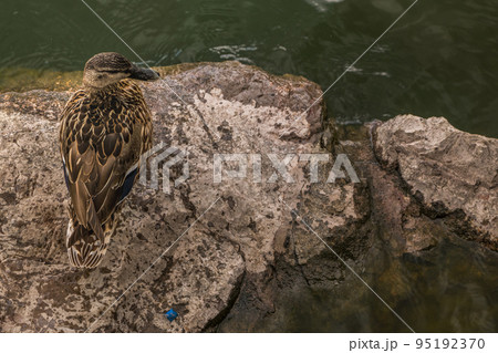 Mallard (Anas platyrhynchos) standing on the rock, male wild duck outside the water. 95192370