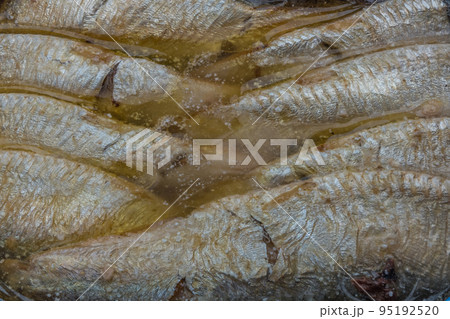 Close-up pictures of sardines. 95192520