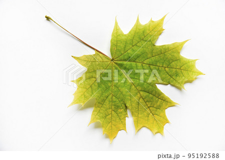 Yellow and green maple leaves on a white background close-up. Herbarium leaves. Beautiful maple leaves in autumn. 95192588