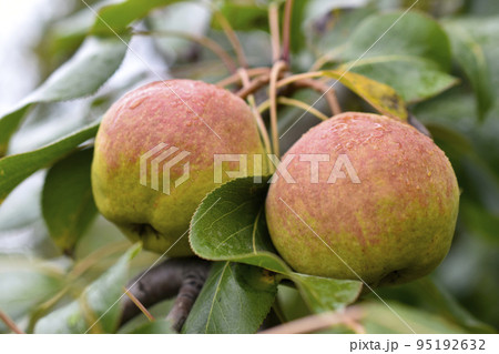 Juicy pear fruits on branches in autumn on a bright day. Pear harvest in the garden. Juicy pear fruits on branches in autumn on a bright day. Pear harvest in the garden. 95192632