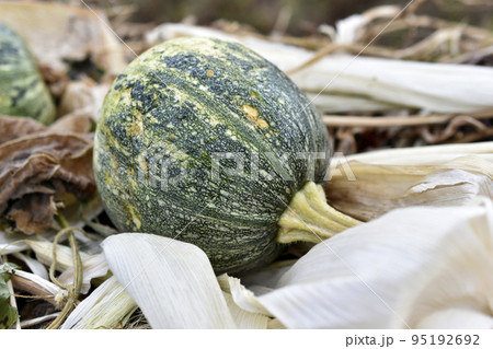 Rotten pumpkin fruits on a garbage heap in autumn. Leftovers of food and vegetables in the trash. 95192692