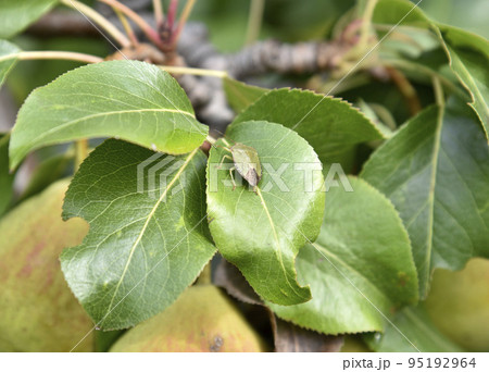 A green garden bug on green foliage in the garden in summer. Insect pest in the garden. A green garden bug on green foliage in the garden in summer. Insect pest in the garden. 95192964