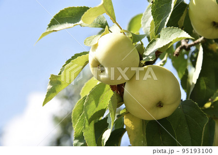 Yellow-green large apples on the branches of an apple tree in autumn. Delicious apples in the garden. Yellow-green large apples on the branches of an apple tree in autumn. Delicious apples in the garden. 95193100