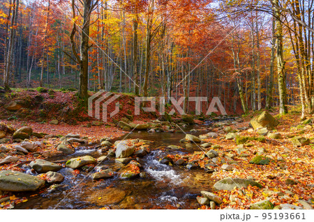 water flow among stones in the forest. beautiful nature scenery in autumn. trees in fall colors on a sunny day 95193661