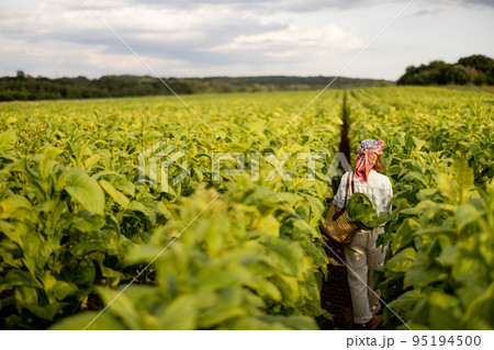 Woman gathers tobacco leaves on plantation 95194500