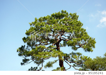 松の風景 95195241