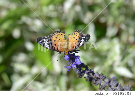 ツマグロヒョウモンチョウ 95195502