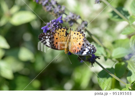 ツマグロヒョウモンチョウ 95195503