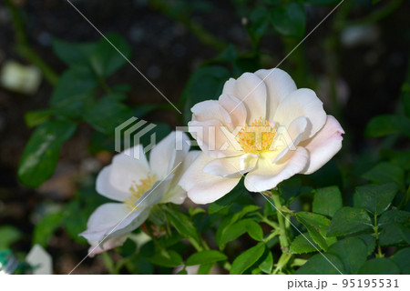 グレーテル バラの花 グレーテル バラの花 95195531