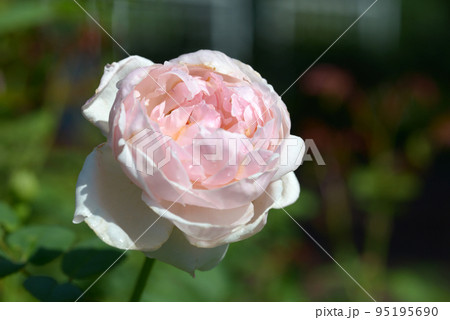 セント・セシリア バラの花 セント・セシリア バラの花 95195690