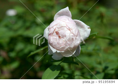 セント・セシリア バラの花 セント・セシリア バラの花 95195694