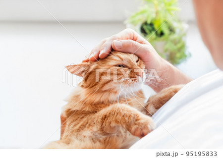 Man is cuddling cute ginger cat. Cat lover, fluffy pet and houseplant on window sill. Domestic animal at cozy home. Man is cuddling cute ginger cat. Cat lover, fluffy pet and houseplant on window sill. Domestic animal at cozy home. 95195833