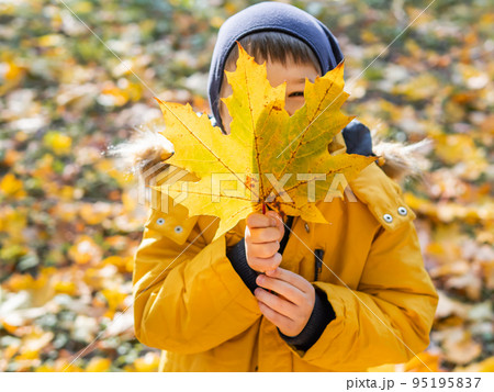 Little boy is hiding behind bright yellow maple leaf. Autumn fun with fallen leaves in park. Leisure activity outdoors. 95195837