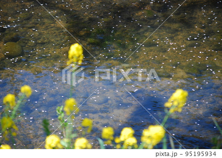 河原で咲く菜の花 95195934