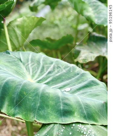 葉っぱ 95196145
