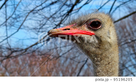 ダチョウのアップ ダチョウのアップ 95196205