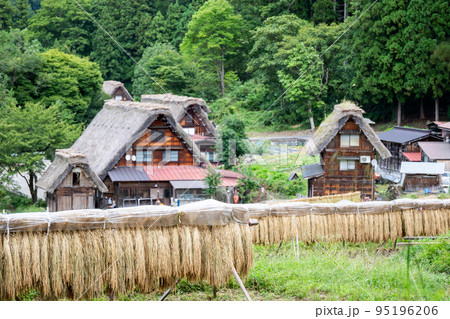 【白川郷】稲架掛けと合掌造り 【白川郷】稲架掛けと合掌造り 95196206