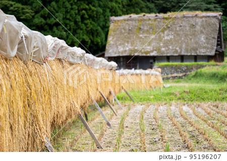 【白川郷】稲架掛けと合掌造り 95196207