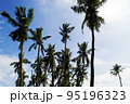 palm tree and blue sky, India 95196323