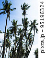 palm tree and blue sky, India 95196324