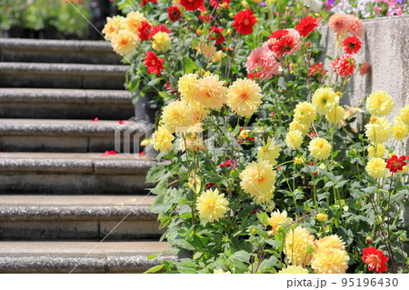 ダリアの花 95196430