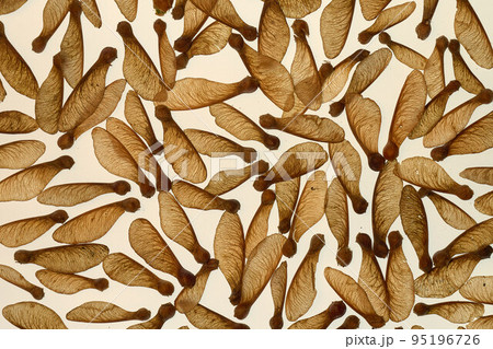 Background of scattered sycamore seeds in warm brown tones Background of scattered sycamore seeds in warm brown tones 95196726